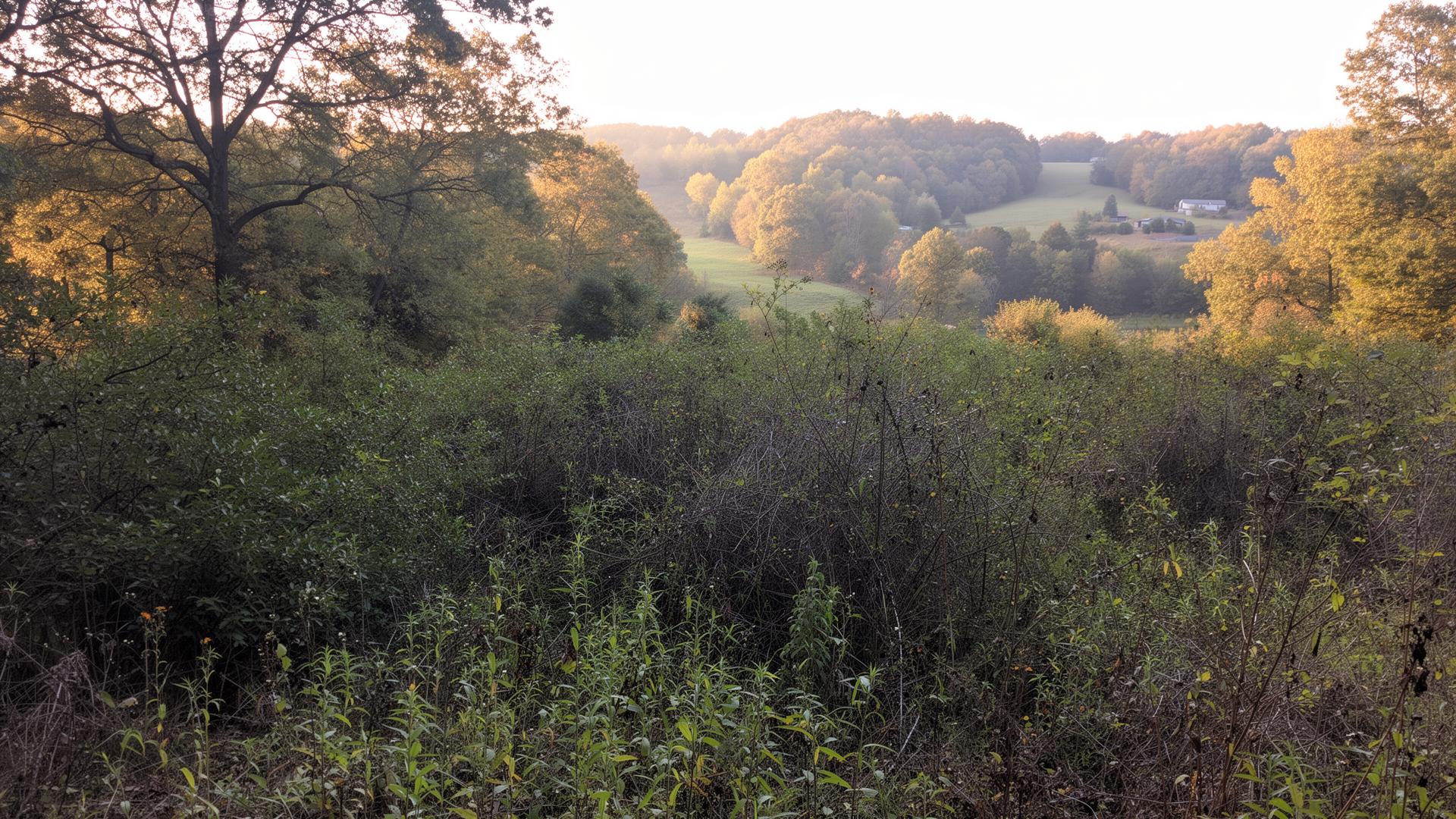 It starts as raw, untamed land
